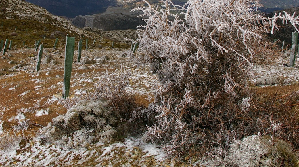 In the Sierra de las Nieves natural park, near Penon de Los Enamorados. Note: location is approximate.