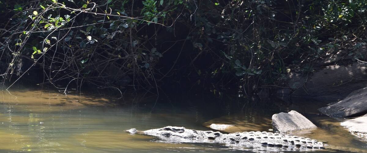 A crocodile in a shallow, clear water body surrounded by dense vegetation.