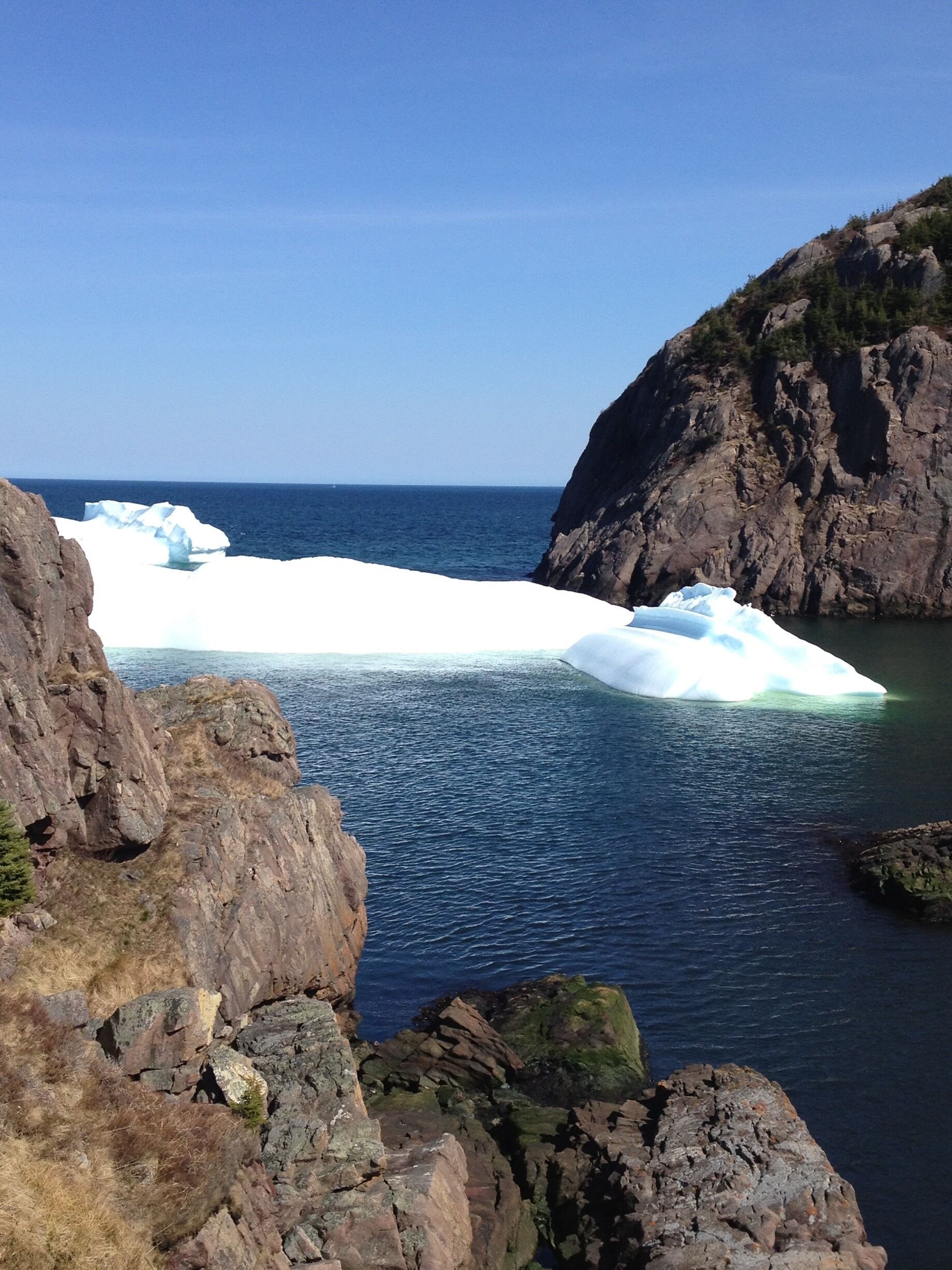 Iceburg at Quidi Vidi #aquatrove