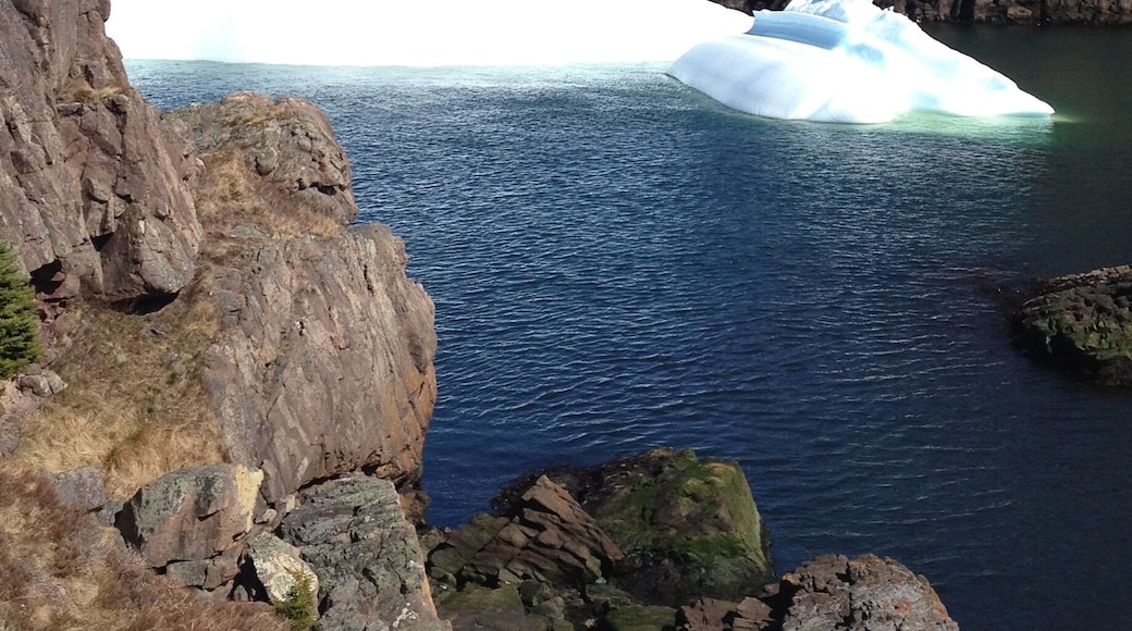 Iceburg at Quidi Vidi #aquatrove
