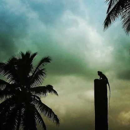 A chameleon sitting on a stone during evening!!!