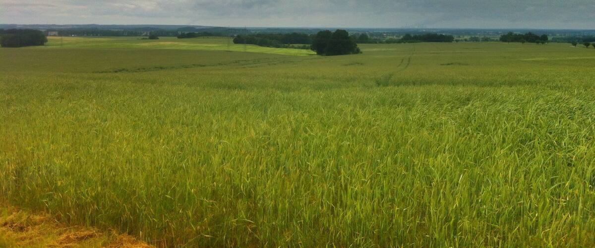 A vast green field with a cloudy sky.
