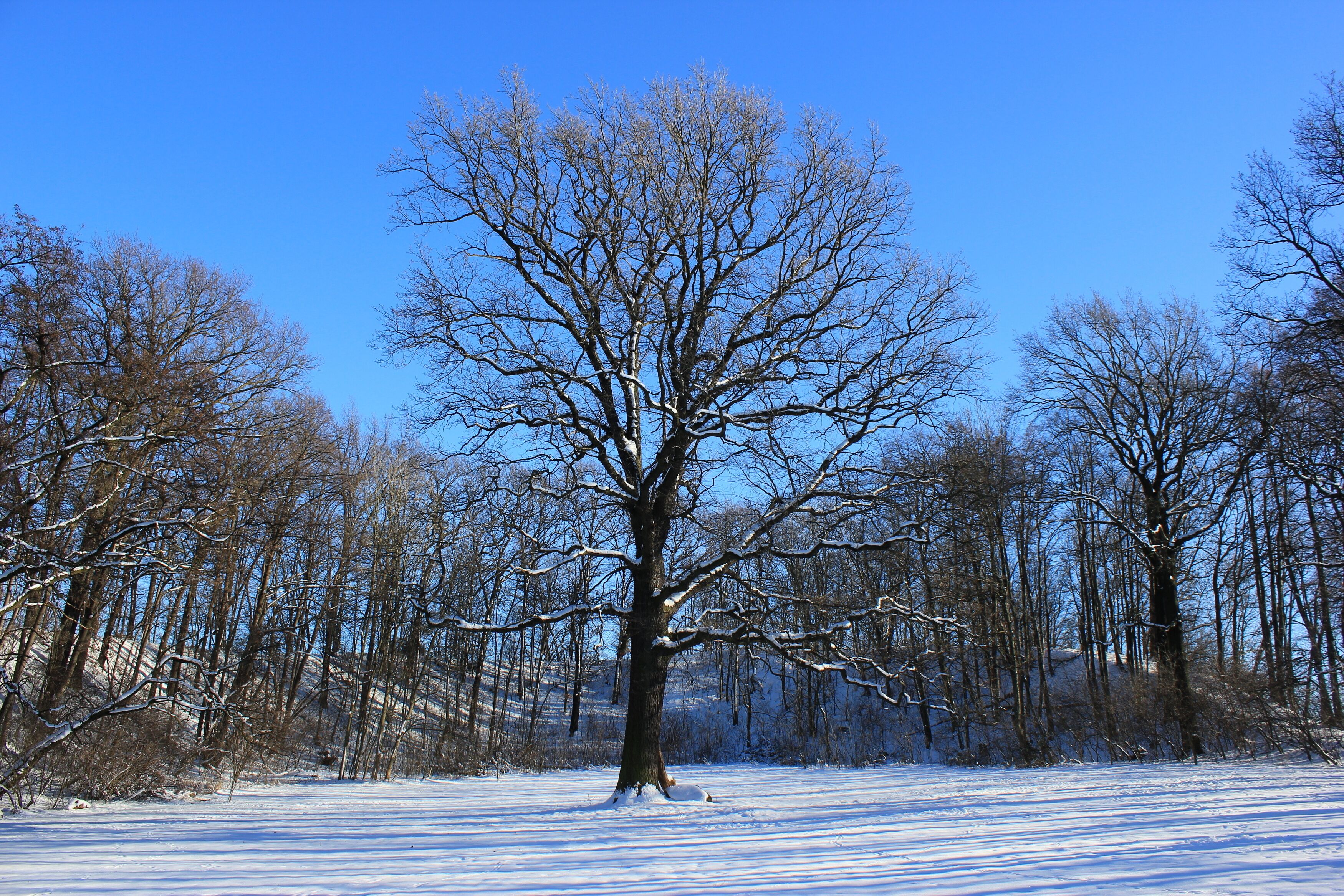 Na Něćinskim hrodźišću.