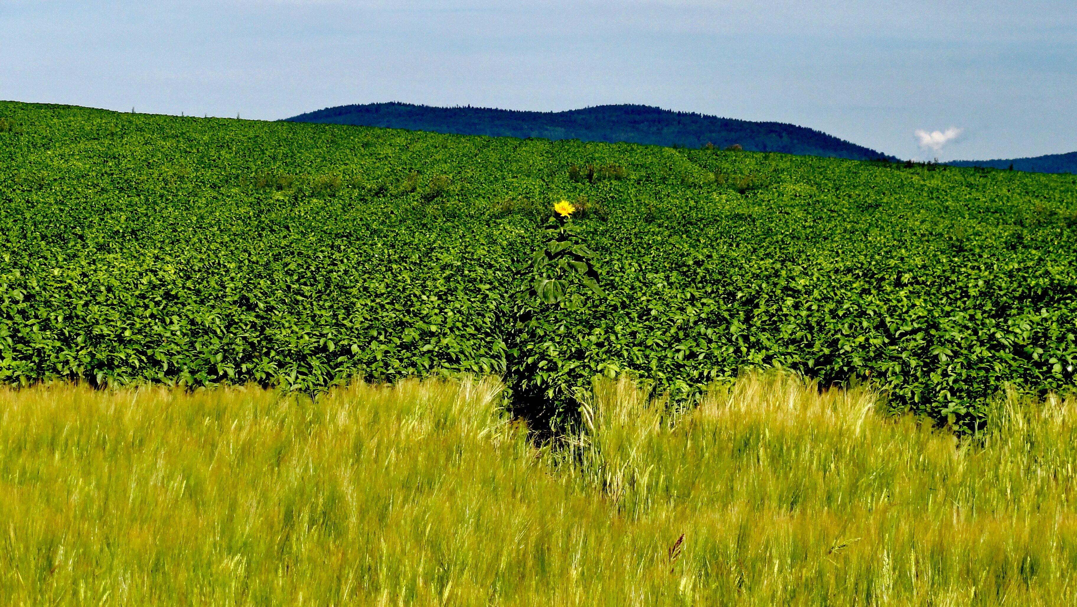 Görlitz, Deutschland, Naturschutz ,1 Sonnenblume