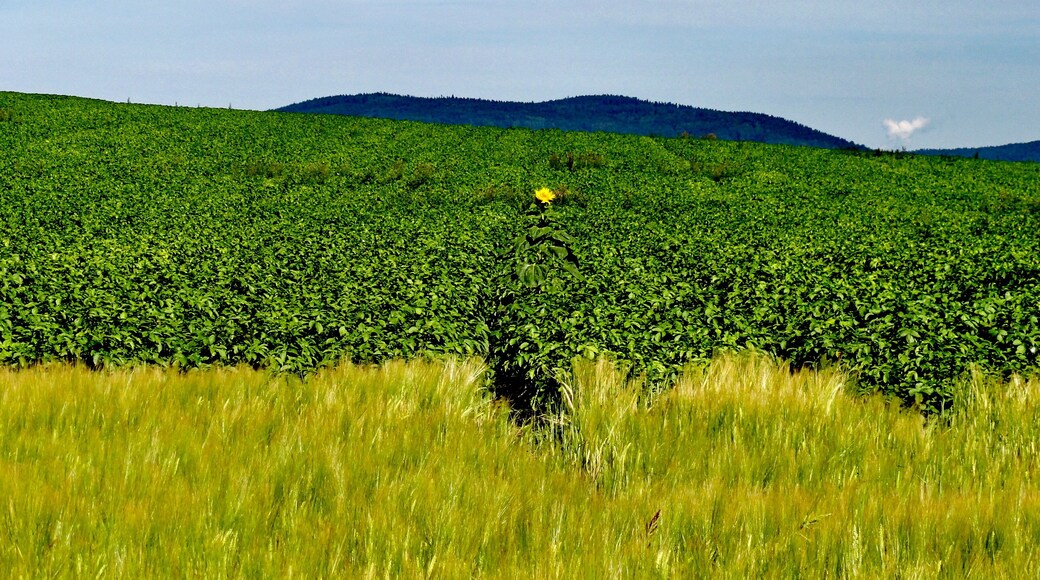 Görlitz, Deutschland, Naturschutz ,1 Sonnenblume
