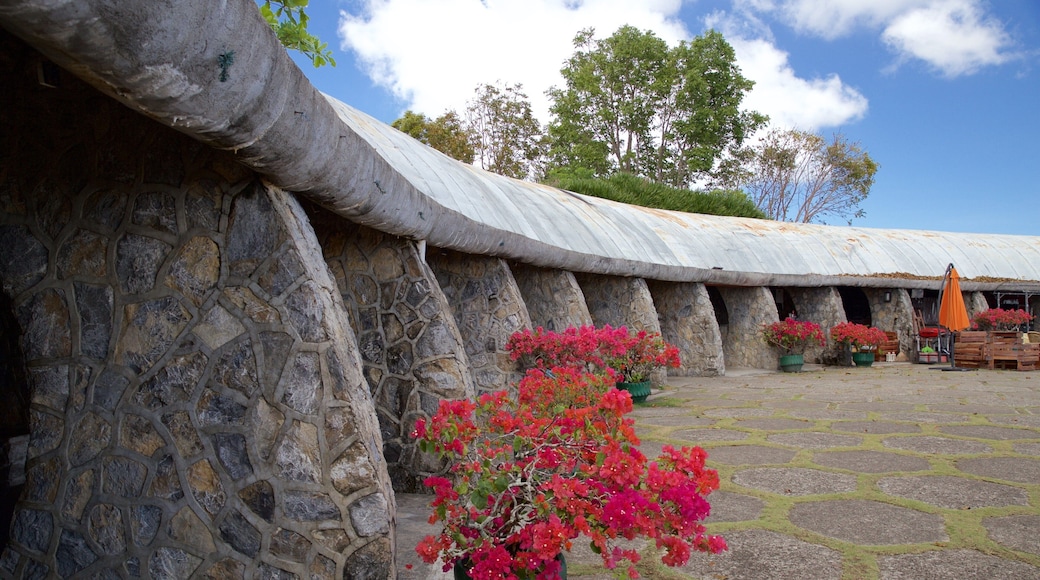 トップス ルックアウト どの含み 花