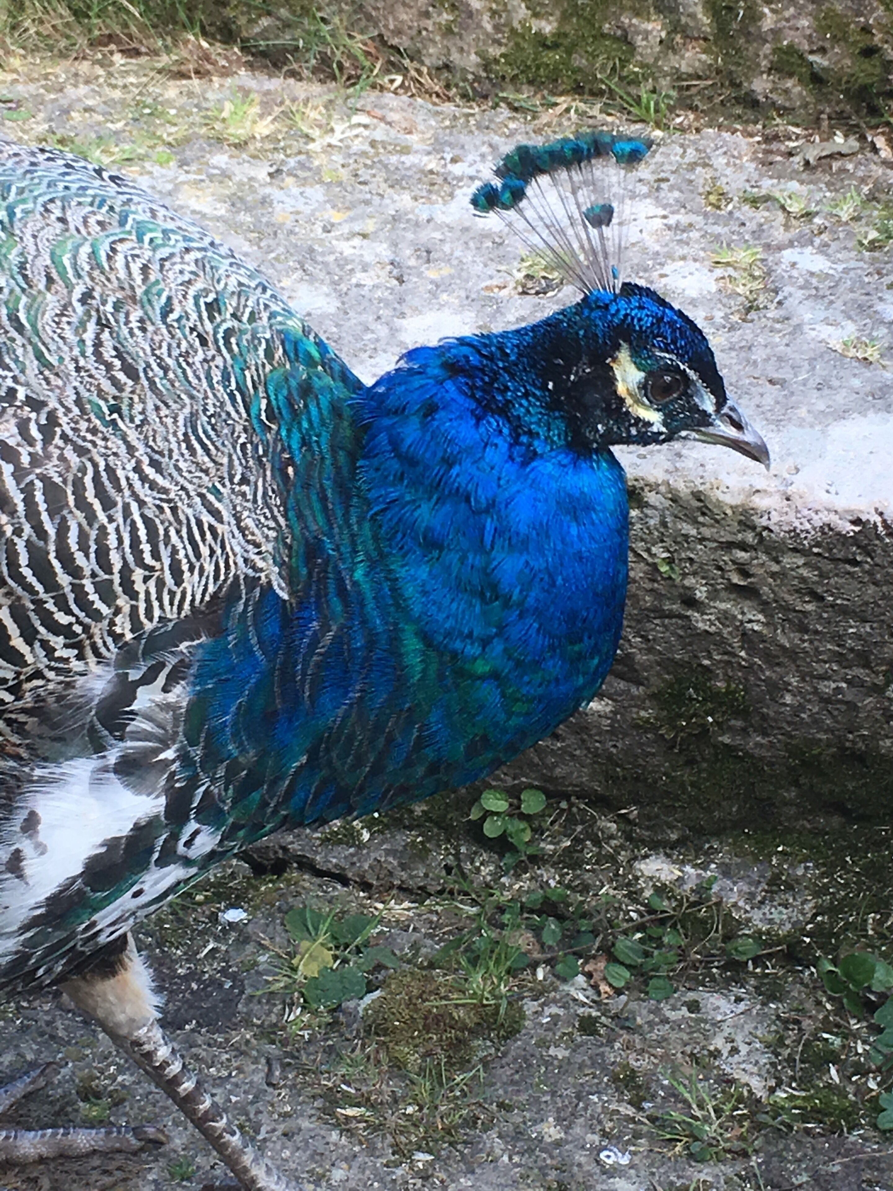 Pretty peahen