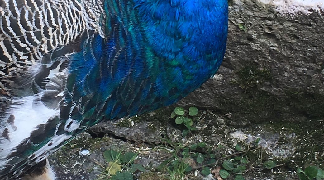 Pretty peahen