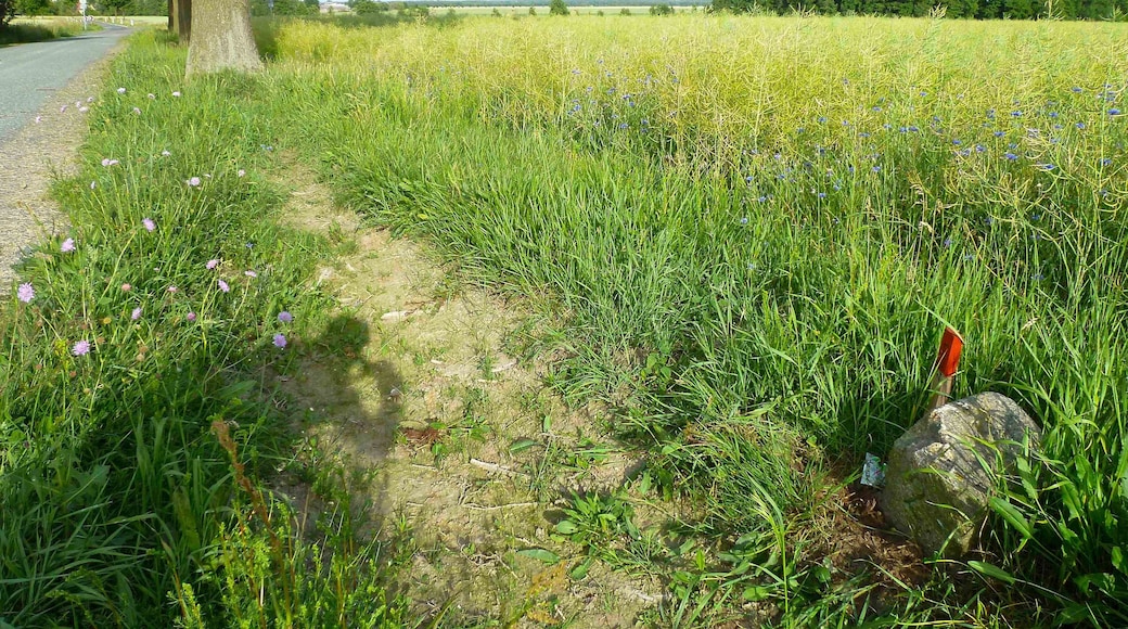 Historischer Grenzstein. Läuferstein Nr. 2 zwischen Grenzstein 25 und 26 der sächsisch-preußischen Grenze 1815 (Wiener Kongress)