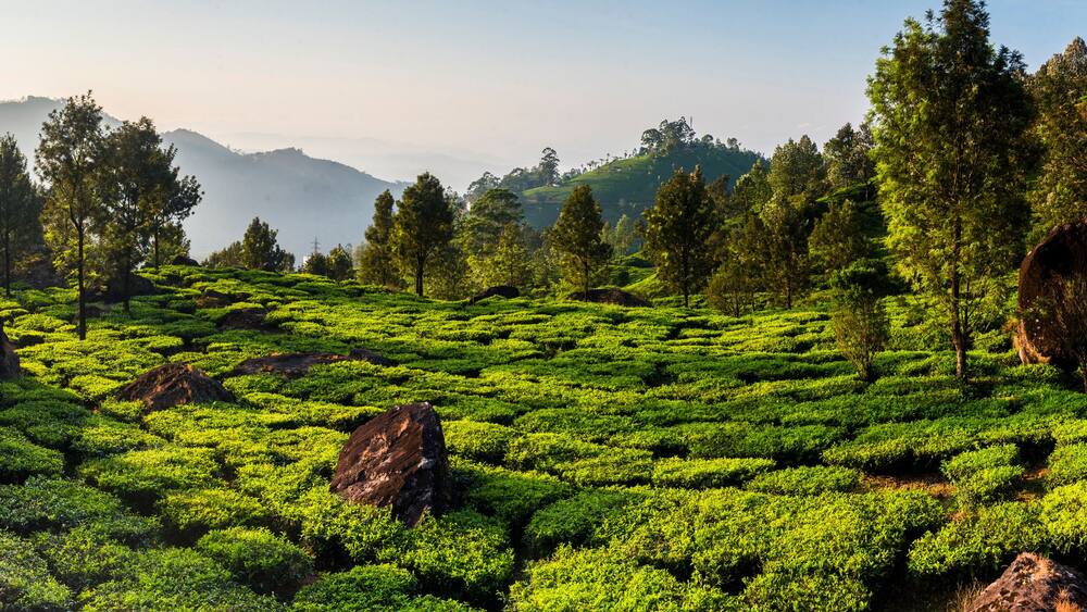 A lush tea plantation with terraced fields and large boulders.