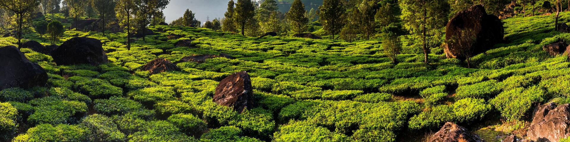 Tea plantations landscape near Munnar in the Western Ghats Mountains, Kerala, India