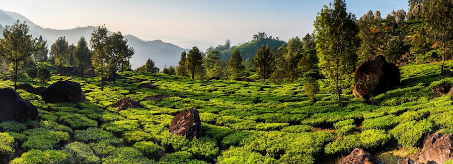 Tea plantations landscape near Munnar in the Western Ghats Mountains, Kerala, India