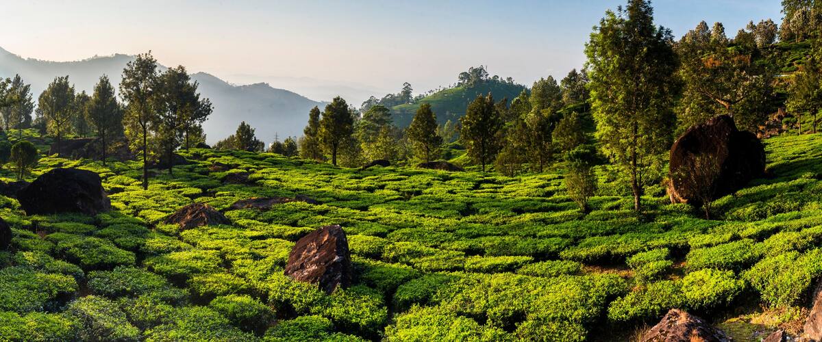 A lush tea plantation with terraced fields and large boulders.