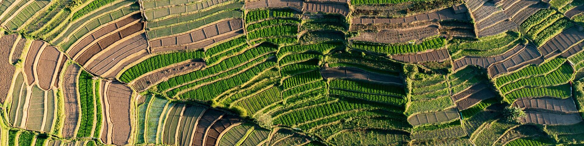 Aerial view of Polur Village terrace fields in Tamil Nadu region, Kodai Kanal, India.