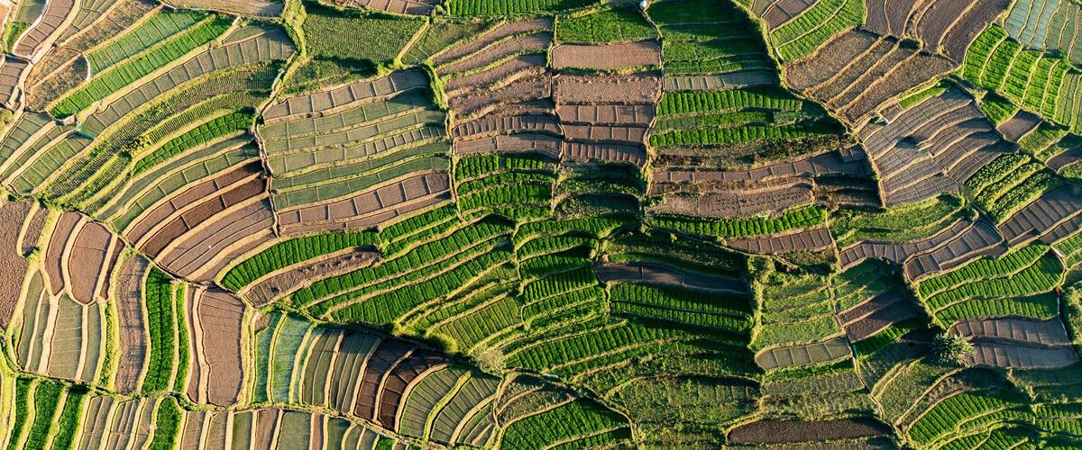 Terraced rice fields with distinct, curving patterns.