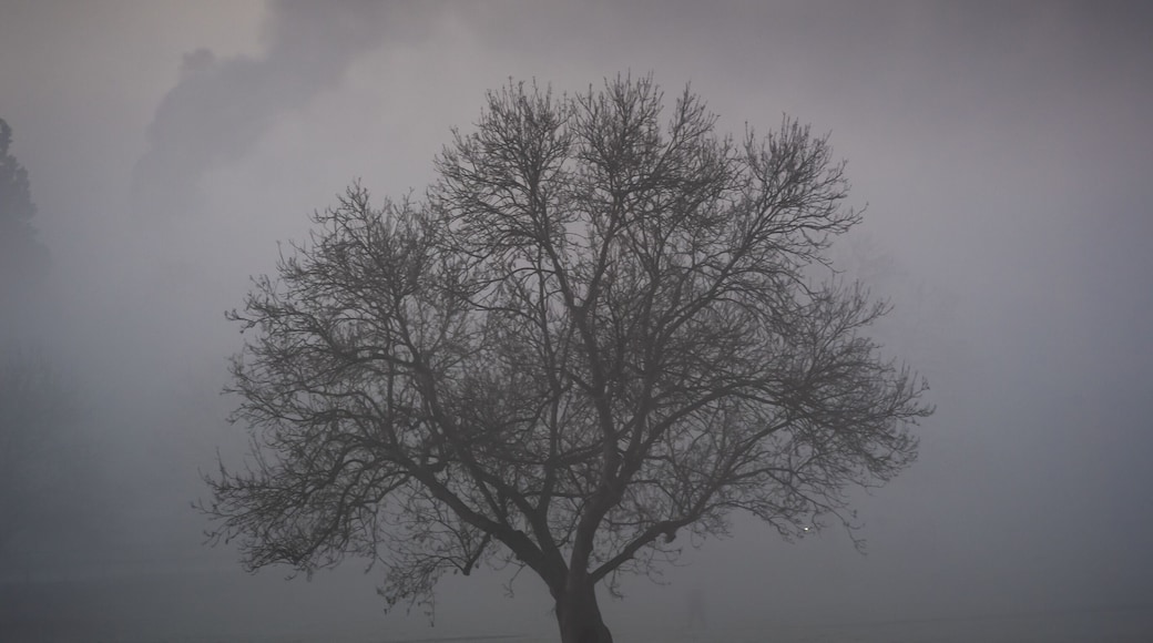 A moody foggy photo of a tree at Teston Bridge Country Park in Kent. Photographed from the jetty across the river.
