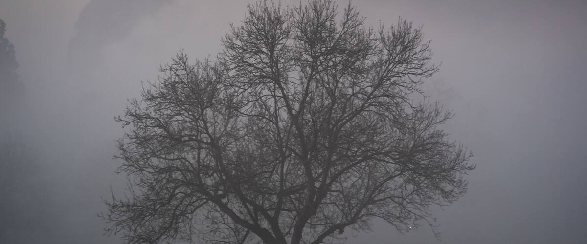 A moody foggy photo of a tree at Teston Bridge Country Park in Kent. Photographed from the jetty across the river.