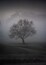 A moody foggy photo of a tree at Teston Bridge Country Park in Kent. Photographed from the jetty across the river.