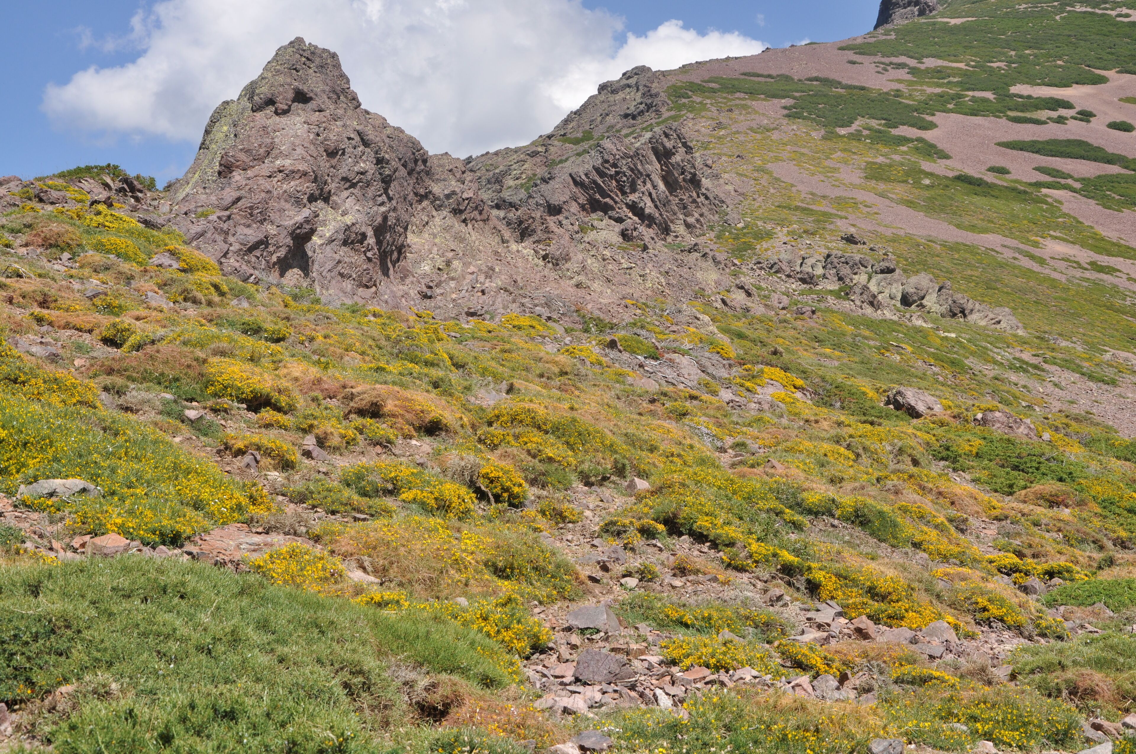 Field of Genista on a lonely mountain pass