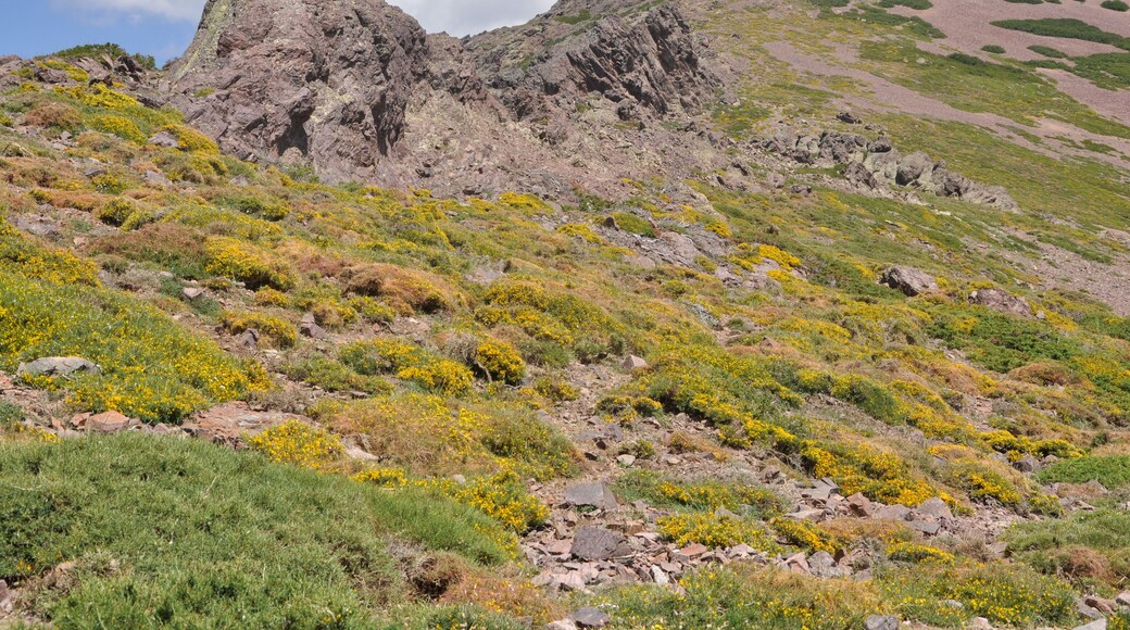 Field of Genista on a lonely mountain pass