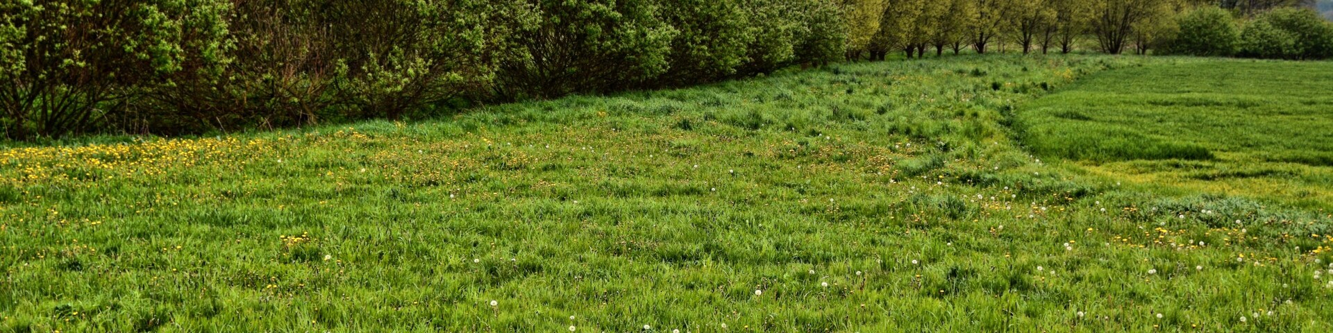FFH 4741-302 Rohrbacher Teiche und Göselbach, trees along and meadow by Göselbach brook bordering on farming land on the right