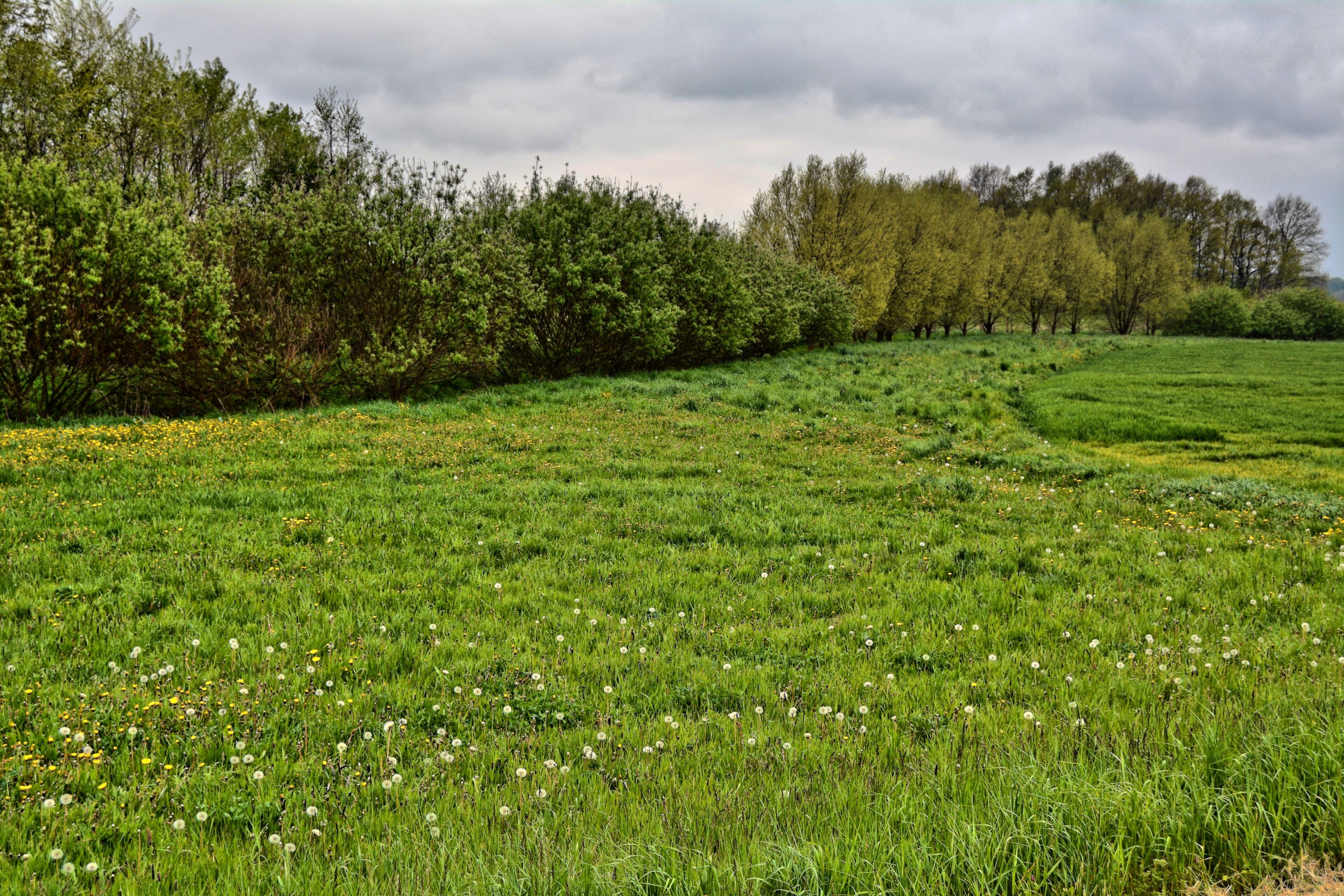 A lush green field with dandelions and a line of trees in the background.