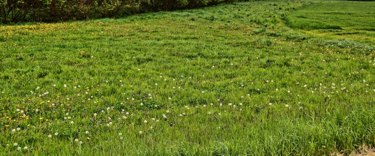 A lush green field with dandelions and a line of trees in the background.