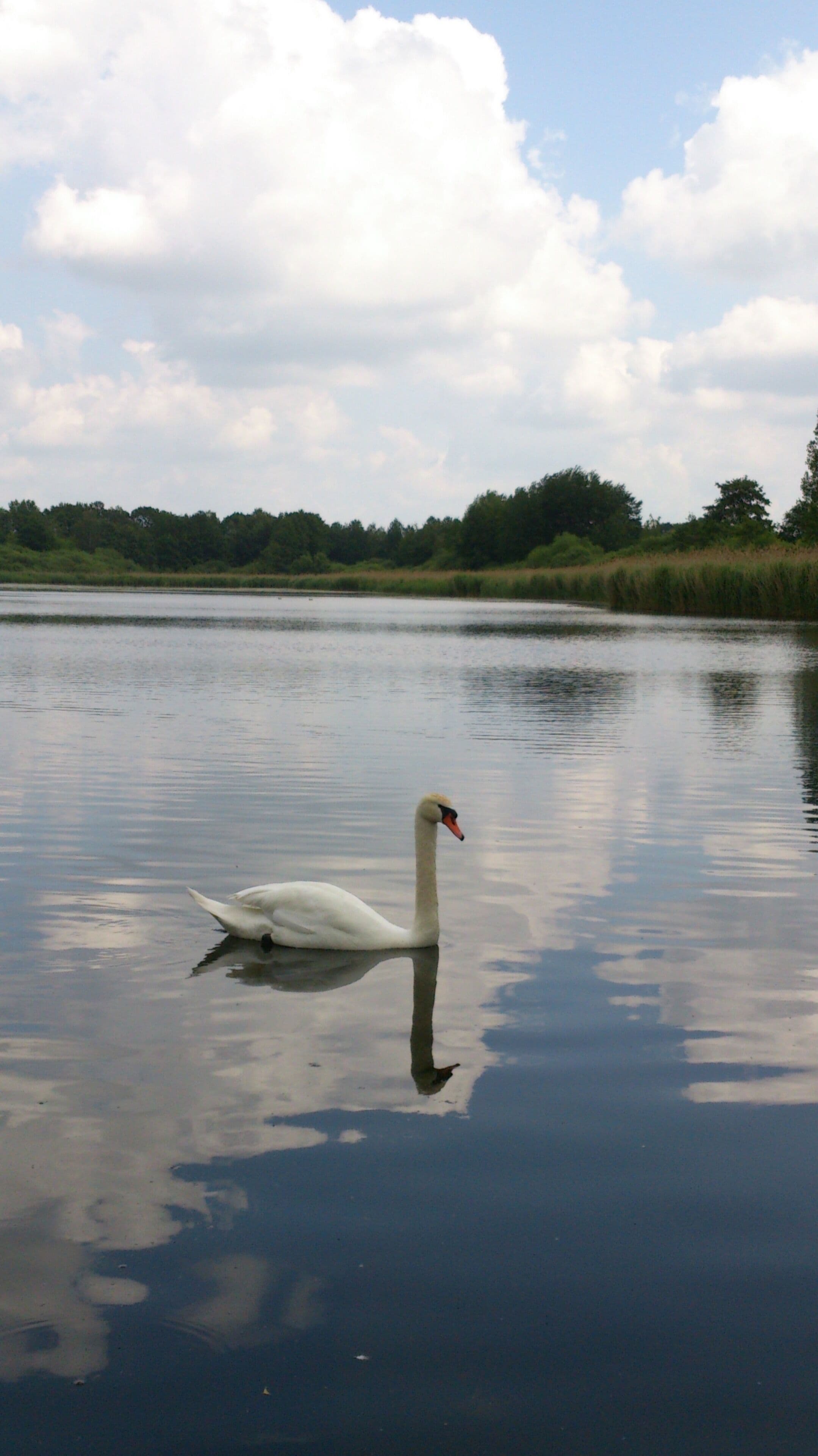 "Rohrbacher Teiche" (ponds of Rohrbach)NSG L19 in Rohrbach, Belgershain, Saxony. "Mittelteich" (middle pond) of three ponds, photographed from West to East.