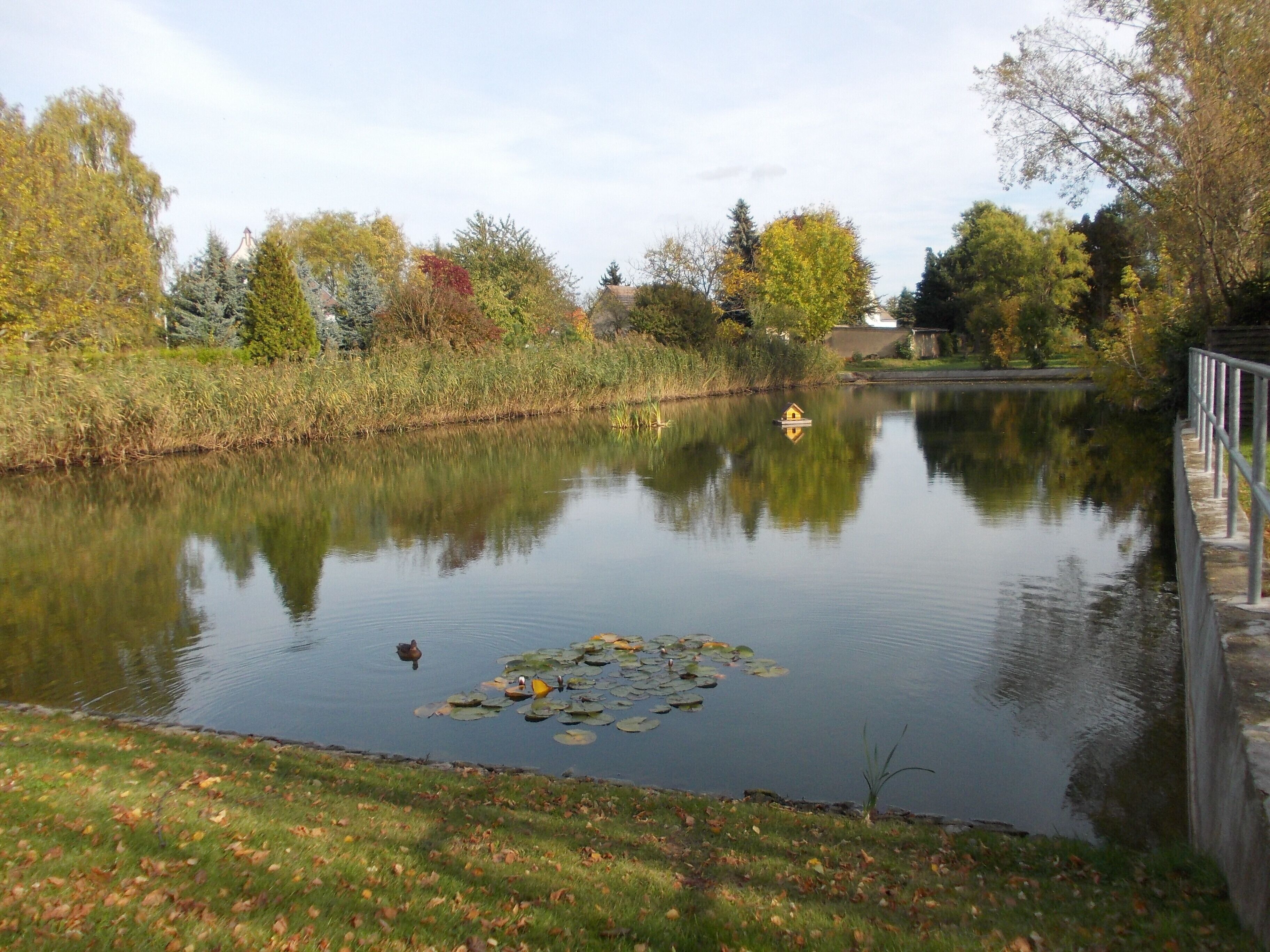 Pond in Tornau (Halle/Saale, Saxony-Anhalt)