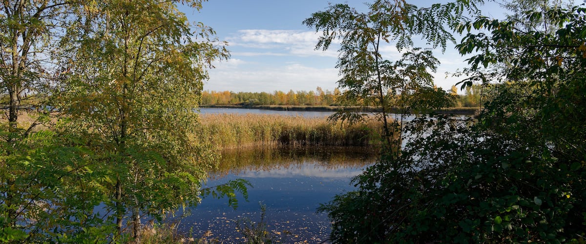 A calm lake surrounded by dense foliage and trees.