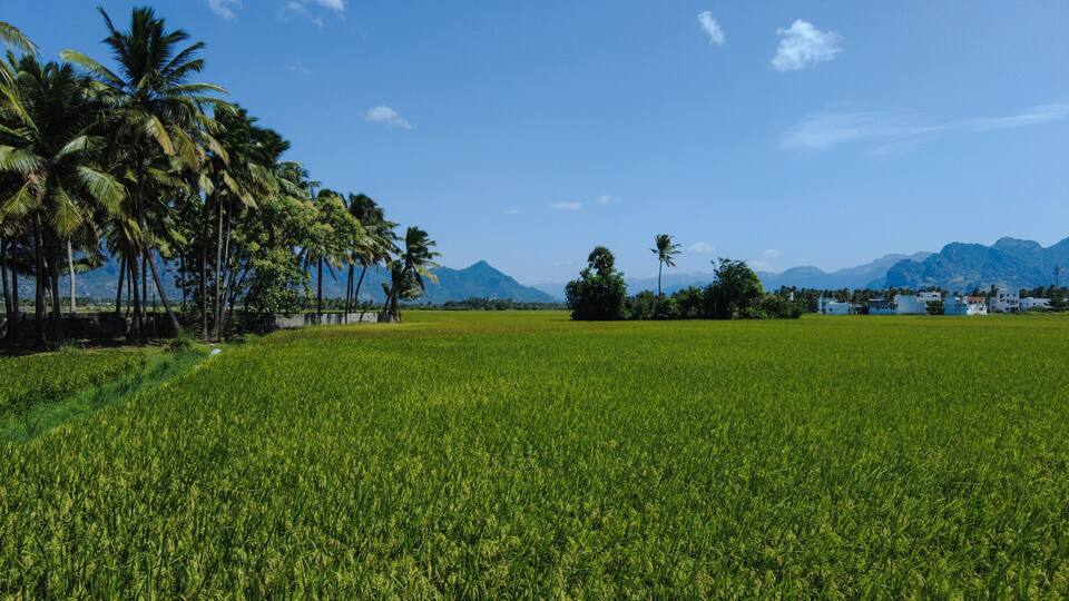 A lush green rice field with palm trees and mountains in the background.