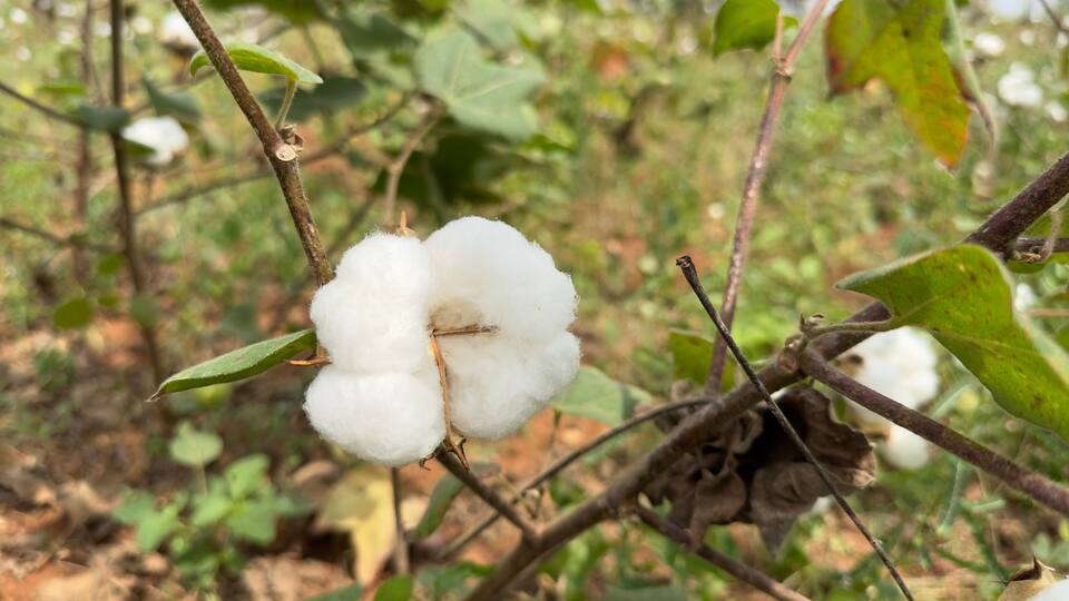 A cotton plant with white cotton bolls in a field.