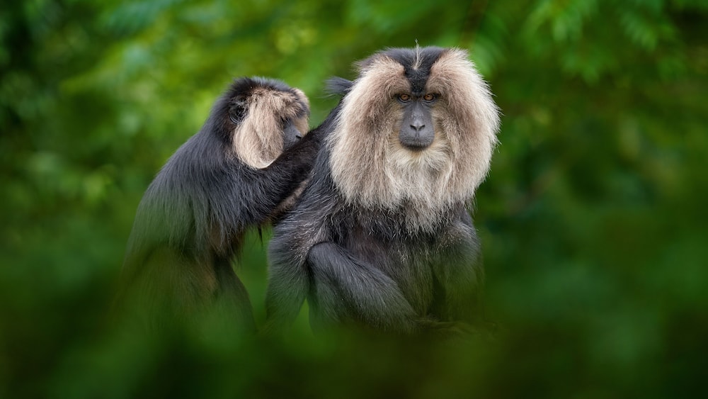 Monkey from India, fur coat cleaning. Lion-tailed macaque, Macaca silenus, mane monkey endemic to the Western Ghats of South India. Cute grey back mammla from Anaimalai in India, Asia wildlife nature.