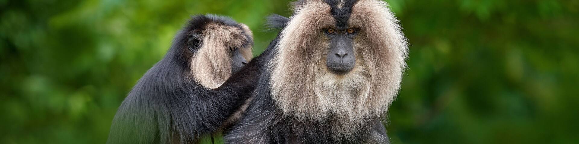Monkey from India, fur coat cleaning. Lion-tailed macaque, Macaca silenus, mane monkey endemic to the Western Ghats of South India. Cute grey back mammla from Anaimalai in India, Asia wildlife nature.
