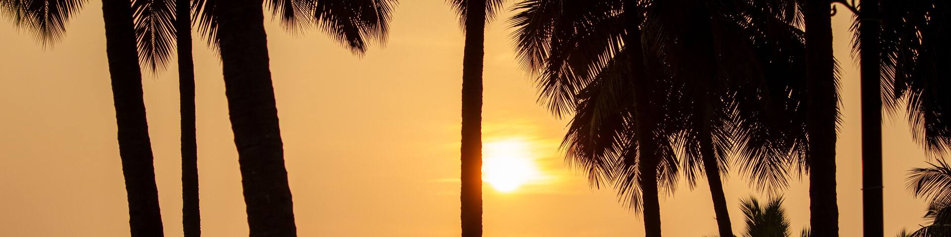 Beautiful view of the sunrise view in-between the coconut trees, Pollachi, Tamil Nadu, India