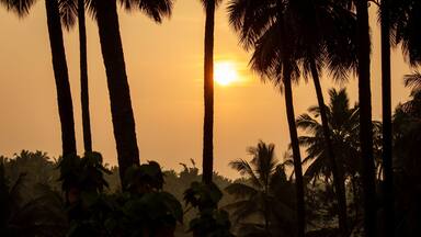 Beautiful view of the sunrise view in-between the coconut trees, Pollachi, Tamil Nadu, India