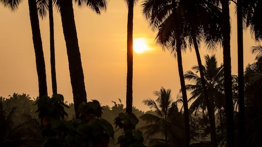 Beautiful view of the sunrise view in-between the coconut trees, Pollachi, Tamil Nadu, India