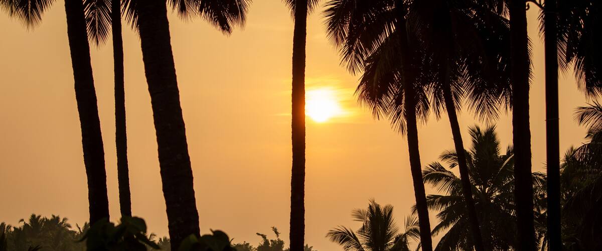 A sunset with tall palm trees silhouetted against the sky.