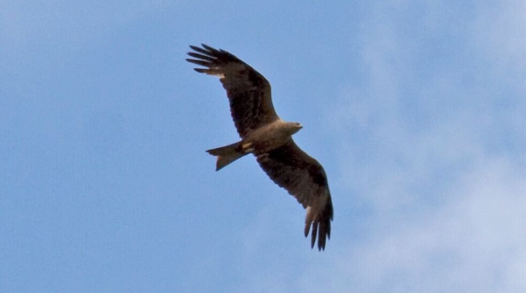 Black Kite Milvus migrans