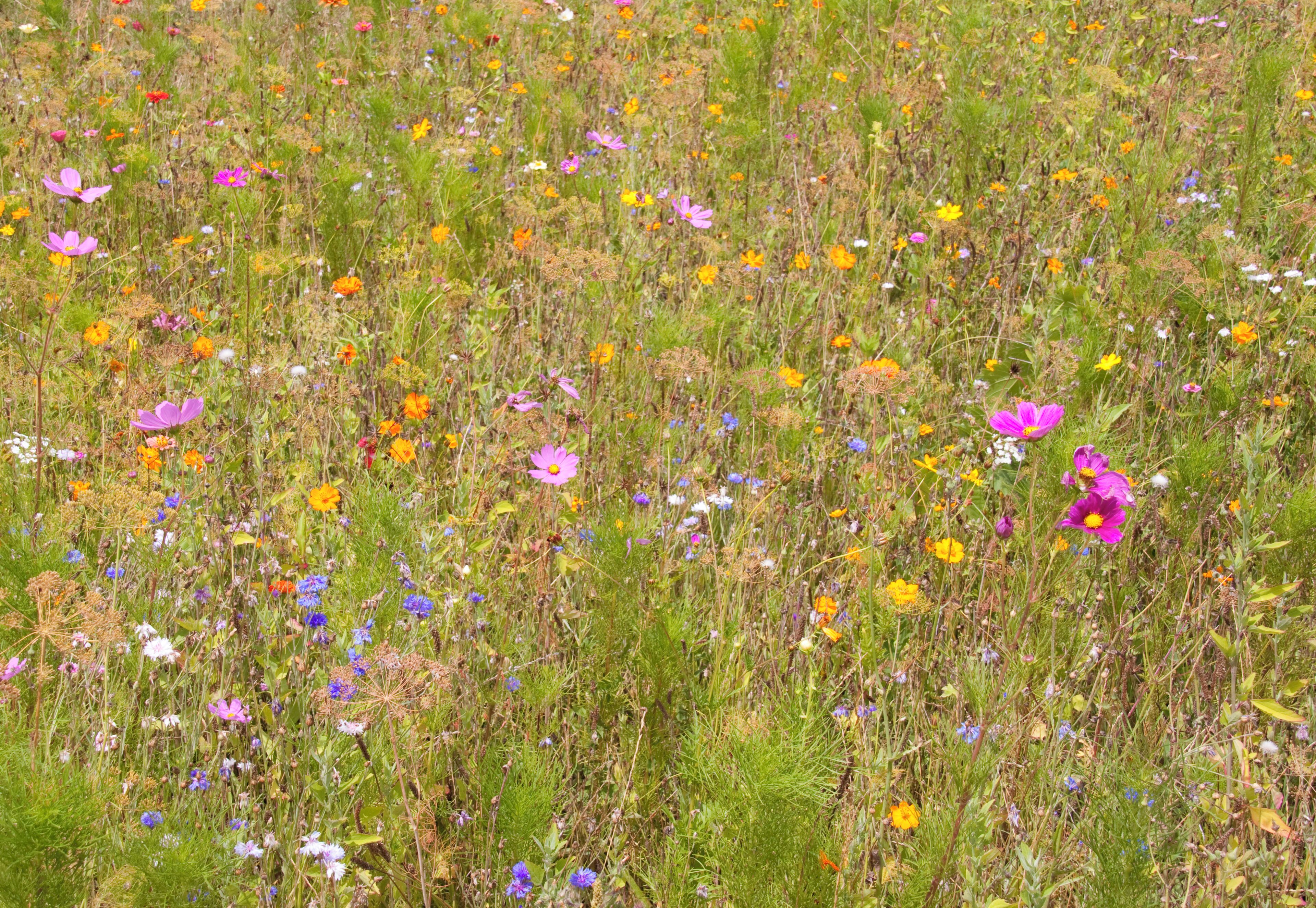 Meadow Flowers