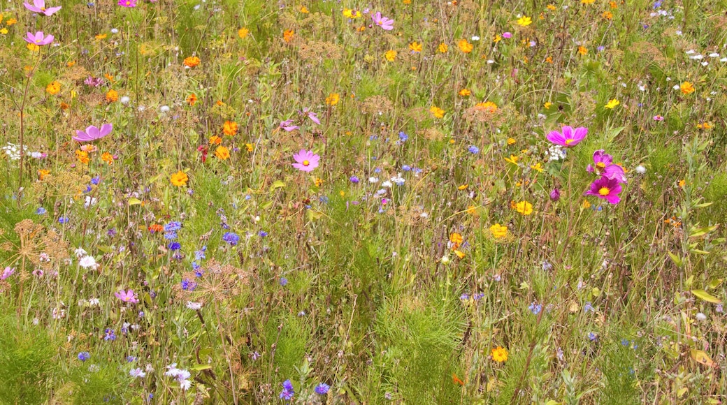Meadow Flowers