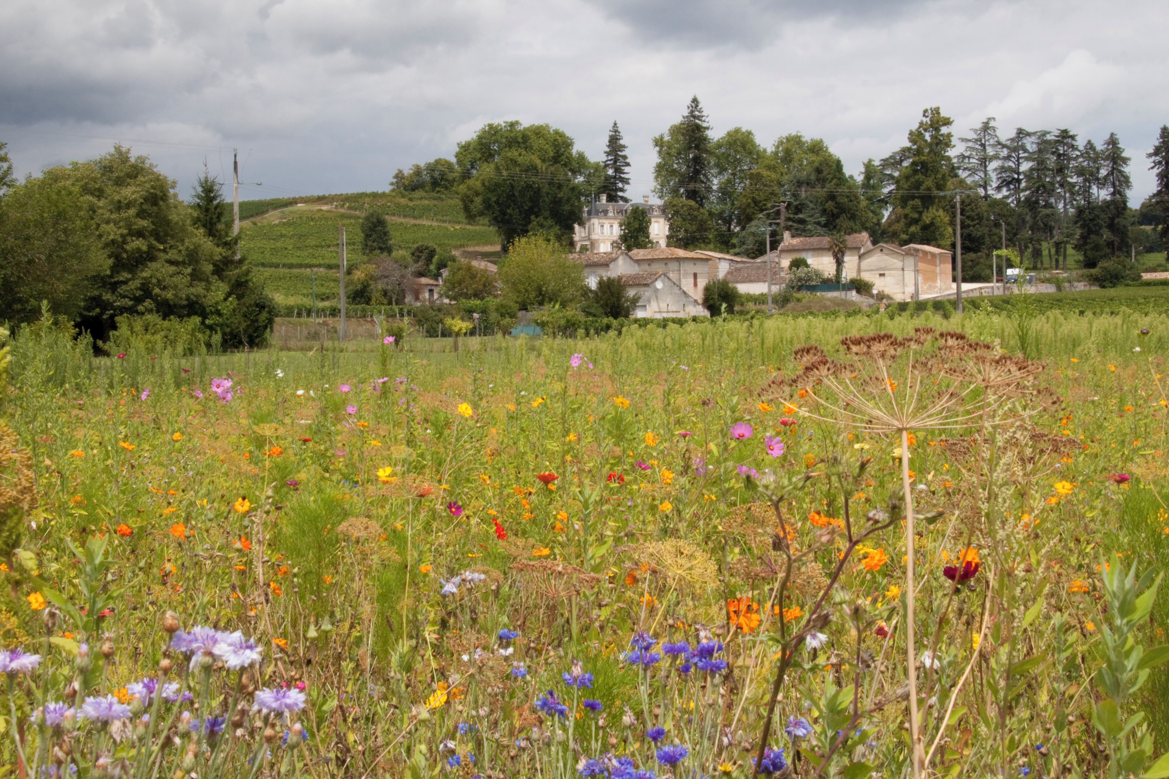 A rural landscape with a field of wildflowers, a church, and rolling hills in the background.