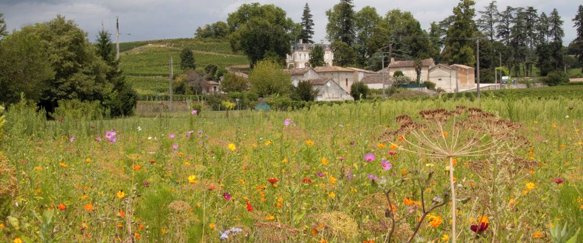 A rural landscape with a field of wildflowers, a church, and rolling hills in the background.