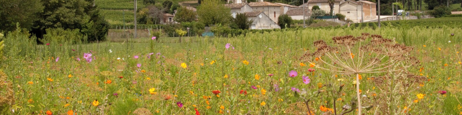A rural landscape with a field of wildflowers, a church, and rolling hills in the background.