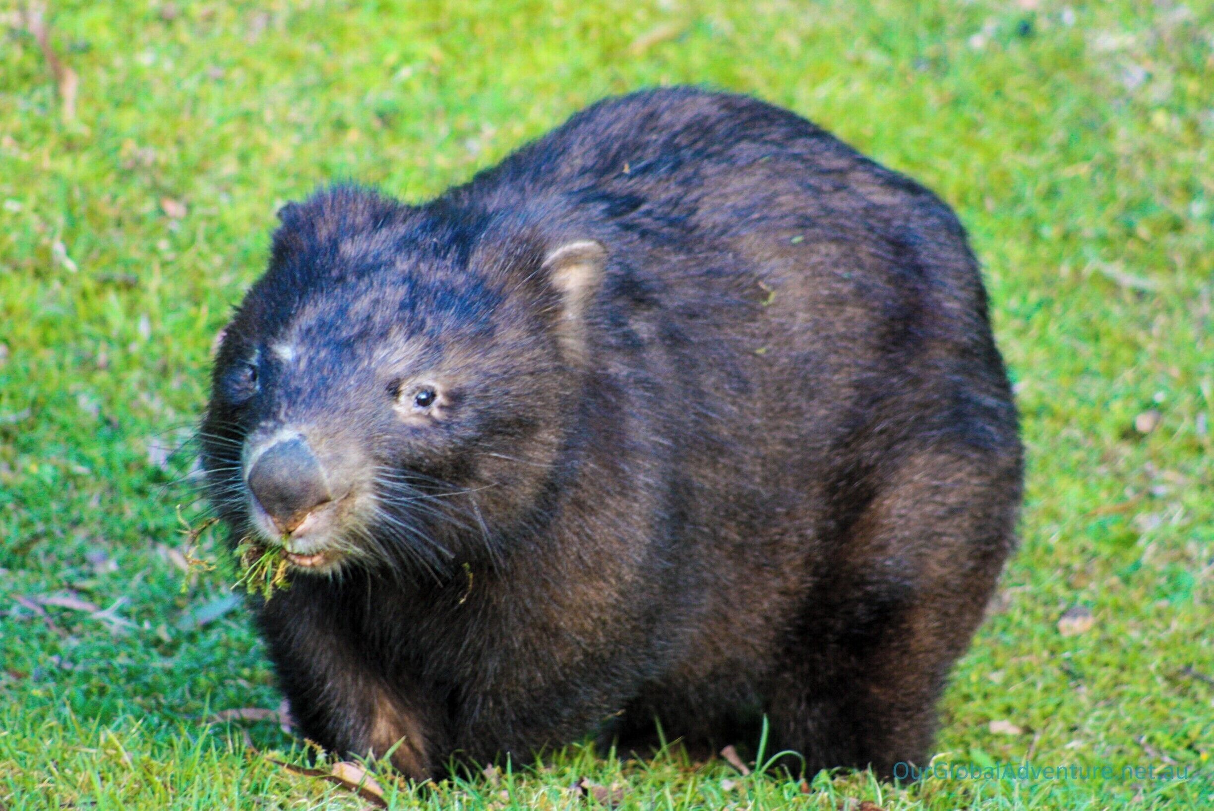 Wadbilliga National Park and Upper Brogo has some of the most spectacular scenery in NSW. Mountains, rivers and streams, with great Bass fishing, 4WDing and camping, topped off with the best of Australian wildlife. #NationalPark