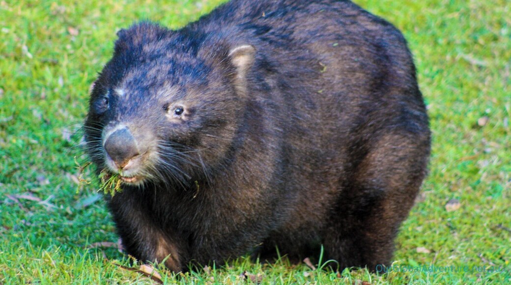 Wadbilliga National Park and Upper Brogo has some of the most spectacular scenery in NSW. Mountains, rivers and streams, with great Bass fishing, 4WDing and camping, topped off with the best of Australian wildlife. #NationalPark