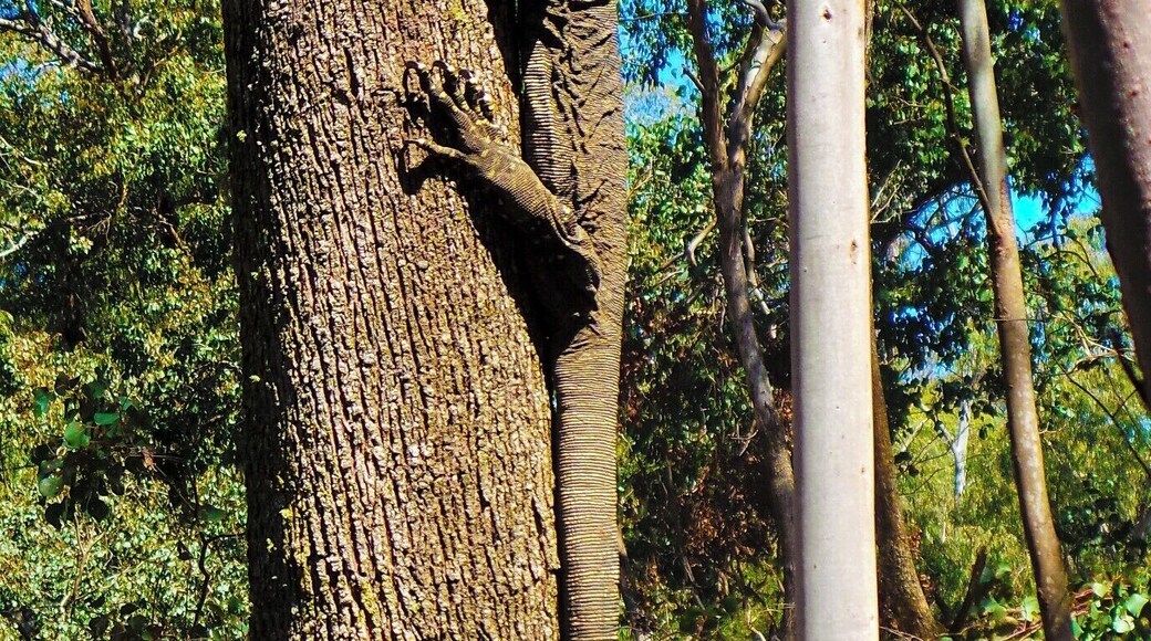 Wadbilliga National Park and Upper Brogo has some of the most spectacular scenery in NSW. Mountains, rivers and streams, with great Bass fishing, 4WDing and camping, topped off with the best of Australian wildlife. #NationalPark