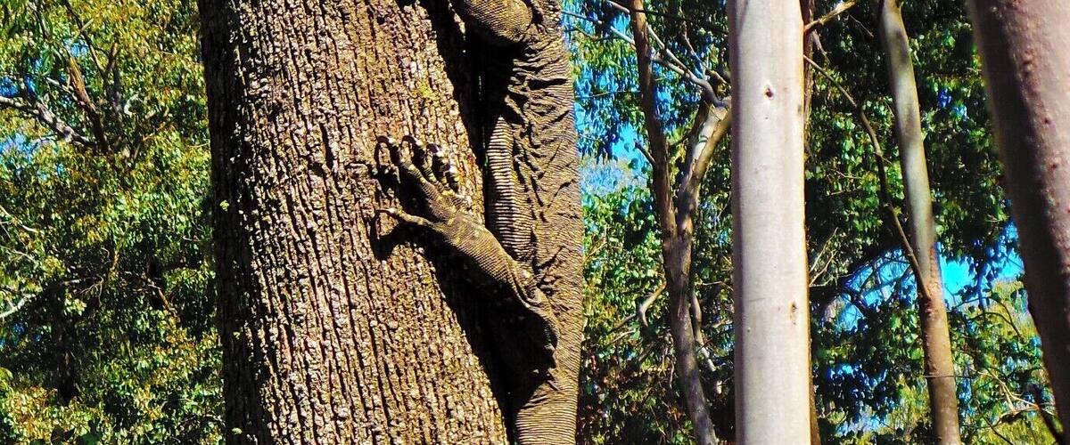 Wadbilliga National Park and Upper Brogo has some of the most spectacular scenery in NSW. Mountains, rivers and streams, with great Bass fishing, 4WDing and camping, topped off with the best of Australian wildlife. #NationalPark