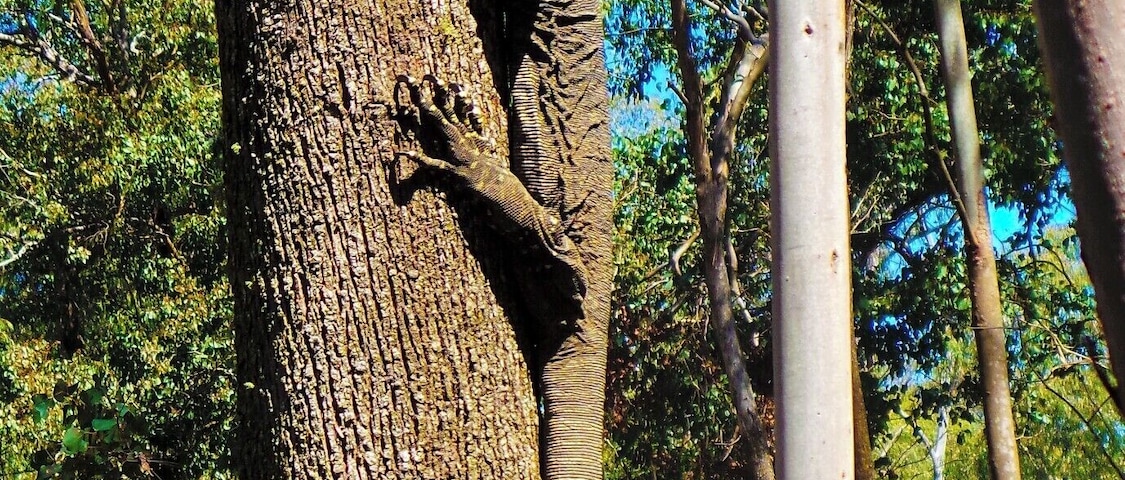 Wadbilliga National Park and Upper Brogo has some of the most spectacular scenery in NSW. Mountains, rivers and streams, with great Bass fishing, 4WDing and camping, topped off with the best of Australian wildlife. #NationalPark