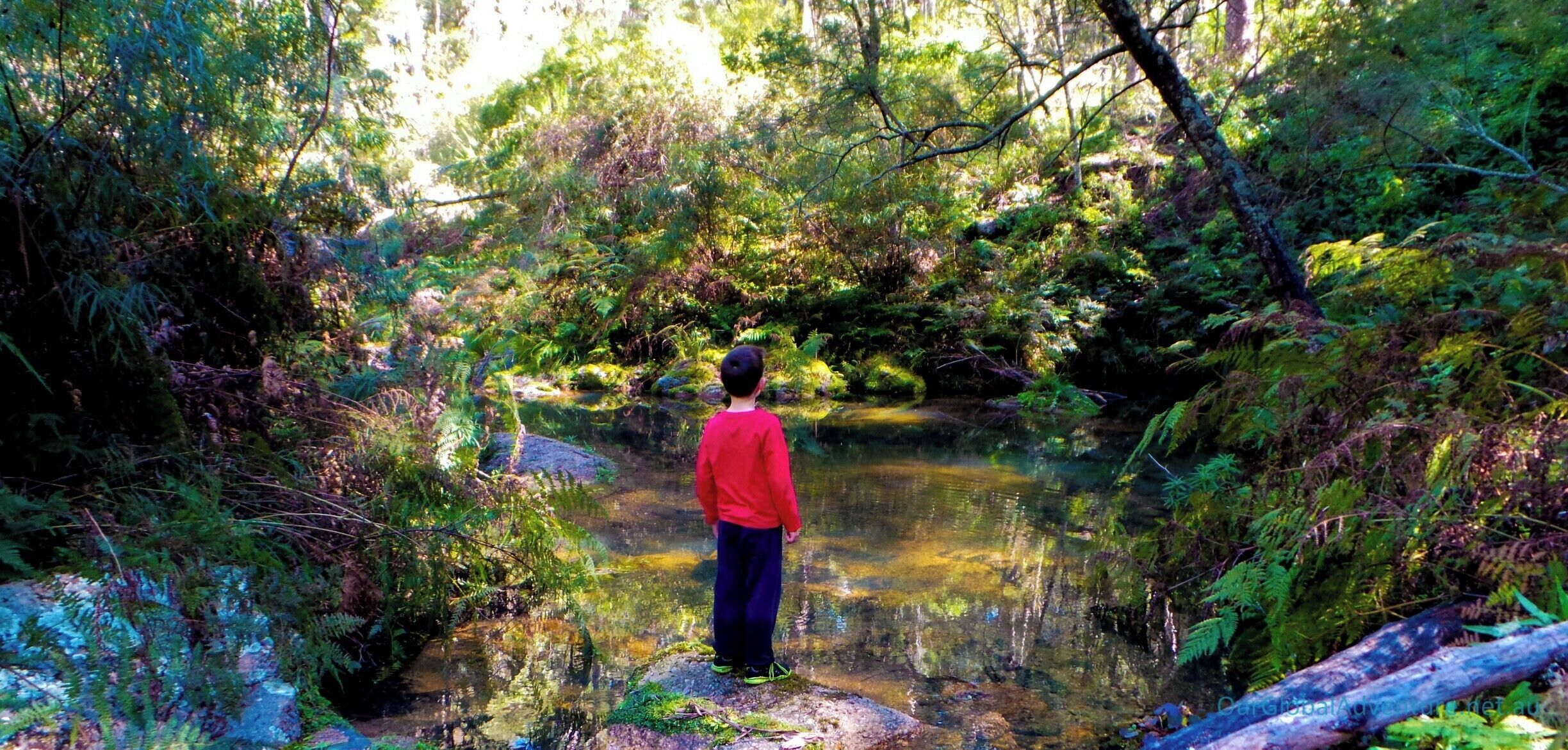A person standing by a clear stream surrounded by dense forest.